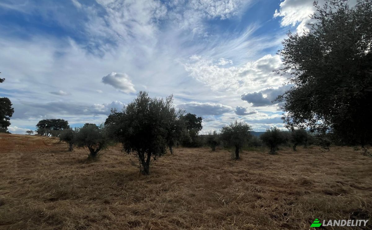 Farma/Ranczo na sprzedaż N345 75, 6230, Capinha, Fundao, Castelo Branco District, Portugal. Zdjęcie 4