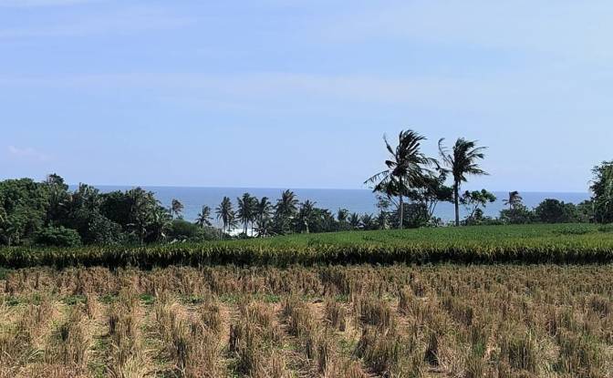 Land Lot for Rent Tegal Mengkeb, Tabanan Regency. Photo#2