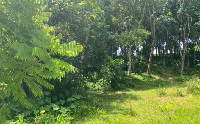 Investing/Development for Sale - Choeng Thale, Thailand