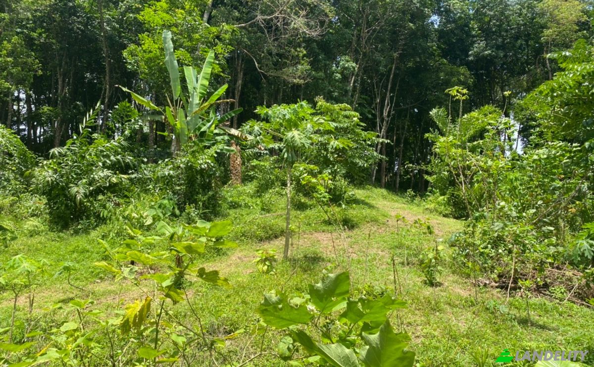 Investing/Development for Sale Soi Layan 1, Tambon Choeng Thale, Amphoe Thalang, Chang Wat Phuket 83110, Choeng Thale, Thalang District, Phuket, Thailand. Photo 2