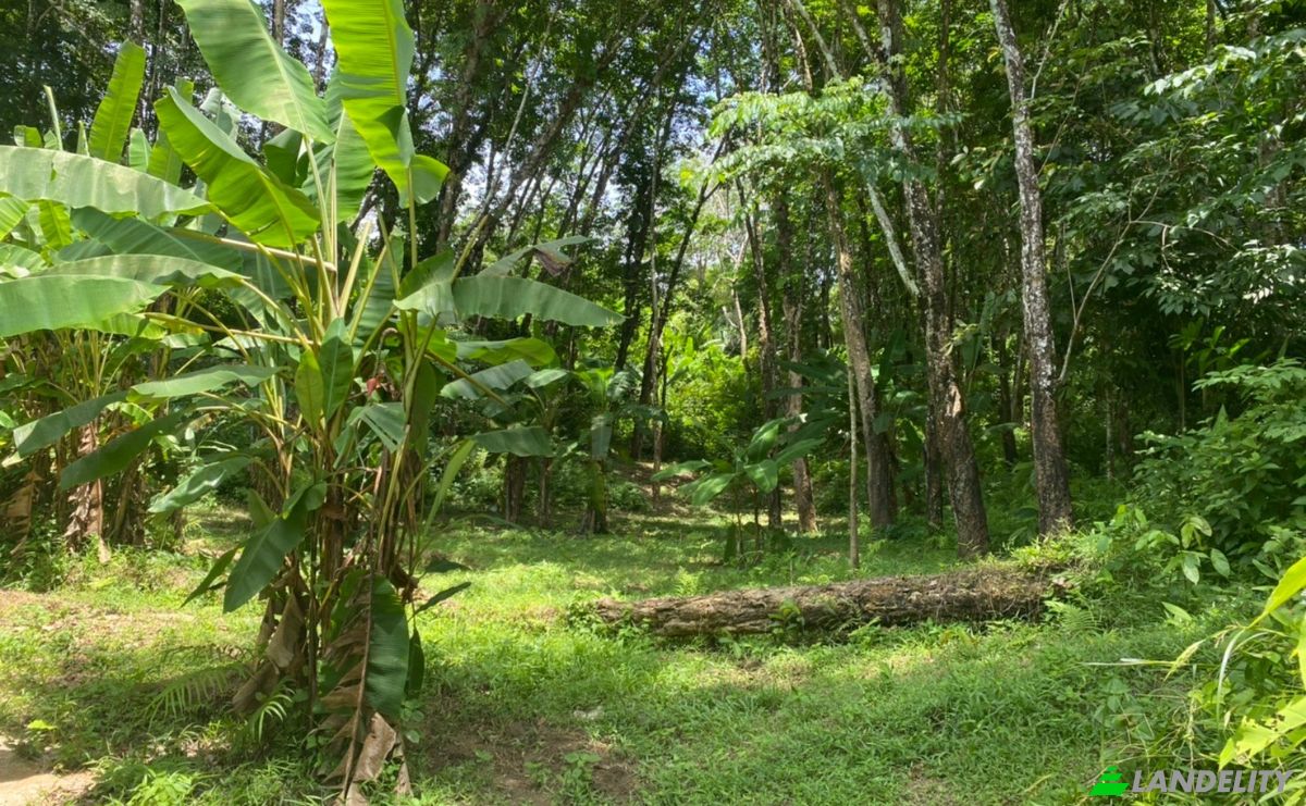 Investing/Development for Sale Soi Layan 1, Tambon Choeng Thale, Amphoe Thalang, Chang Wat Phuket 83110, Choeng Thale, Thalang District, Phuket, Thailand. Photo 3