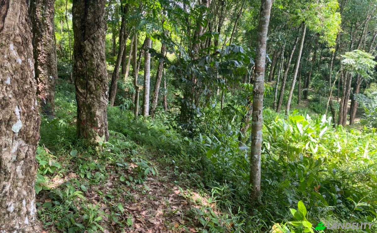 Investing/Development for Sale Soi Layan 1, Tambon Choeng Thale, Amphoe Thalang, Chang Wat Phuket 83110, Choeng Thale, Thalang District, Phuket, Thailand. Photo 4