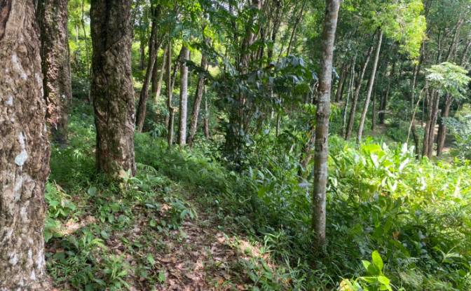 Investing/Development for Sale Soi Layan 1. Photo#4 Investing/Development for Sale Soi Layan 1. Photo#4