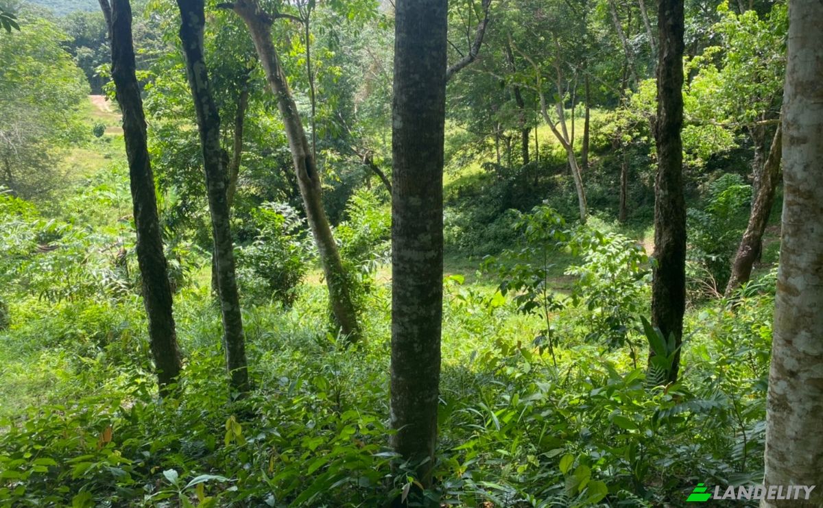 Investing/Development for Sale Soi Layan 1, Tambon Choeng Thale, Amphoe Thalang, Chang Wat Phuket 83110, Choeng Thale, Thalang District, Phuket, Thailand. Photo 5