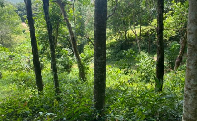 Investing/Development for Sale Soi Layan 1. Photo#5 Investing/Development for Sale Soi Layan 1. Photo#5
