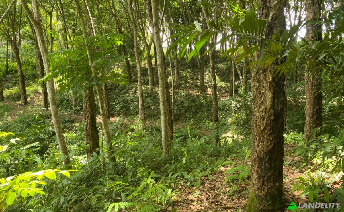 Investing/Development for Sale Soi Layan 1, Tambon Choeng Thale, Amphoe Thalang, Chang Wat Phuket 83110, Choeng Thale, Thalang District, Phuket, Thailand. Photo 6