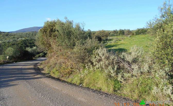 Land Lot for Sale Petalidi, Peloponnese Region. Photo#7