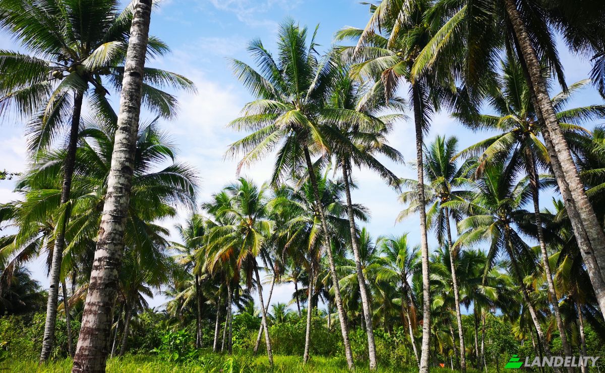 Investing/Development for Sale Wayabula, Morotai Island Regency, North Maluku, Indonesia, Daruba, Kec Morotai Sel Bar, Kabupaten Pulau Morotai, Maluku Utara. Photo 9