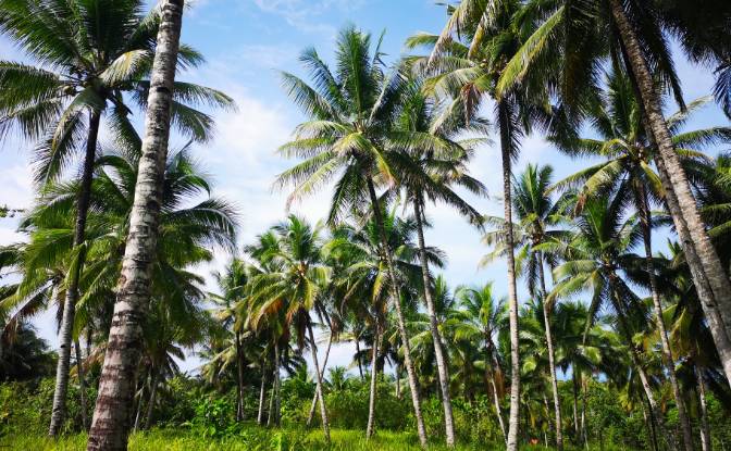 Investing/Development for Sale Wayabula. Photo#9