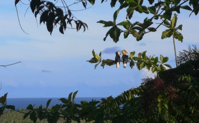 Investing/Development for Sale Wayabula. Photo#11