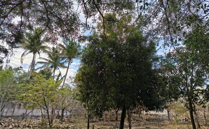 Lote de terreno en venta Av Teniente Ricardo. Foto#4