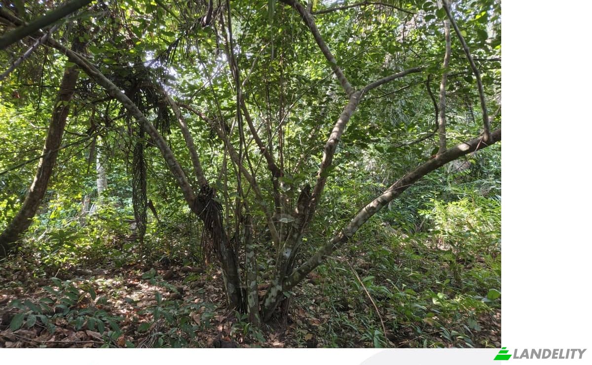 Investing/Development for Sale Grand-Lahou, Grands-Ponts, Lagunes District, Cote dIvoire. Photo 2