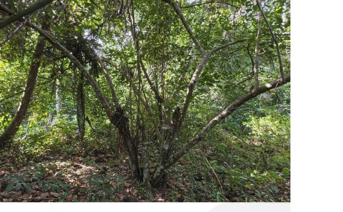 Investing/Development for Sale Grand-Lahou. Photo#2 Investing/Development for Sale Grand-Lahou. Photo#2
