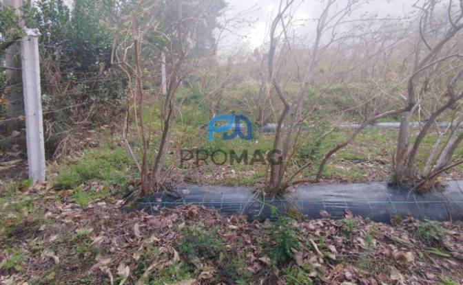 Land Lot for Sale Arco, 4660 Resende, Resende. Photo#13