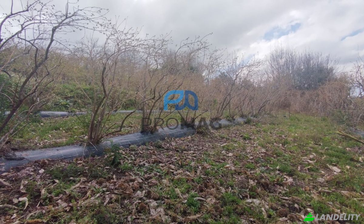Land Lot for Sale Arco, 4660 Resende, Resende, Viseu District, Portugal. Photo 15