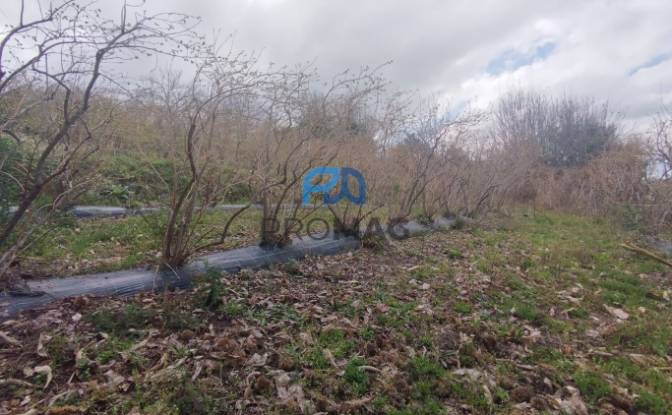 Land Lot for Sale Arco, 4660 Resende, Resende. Photo#15