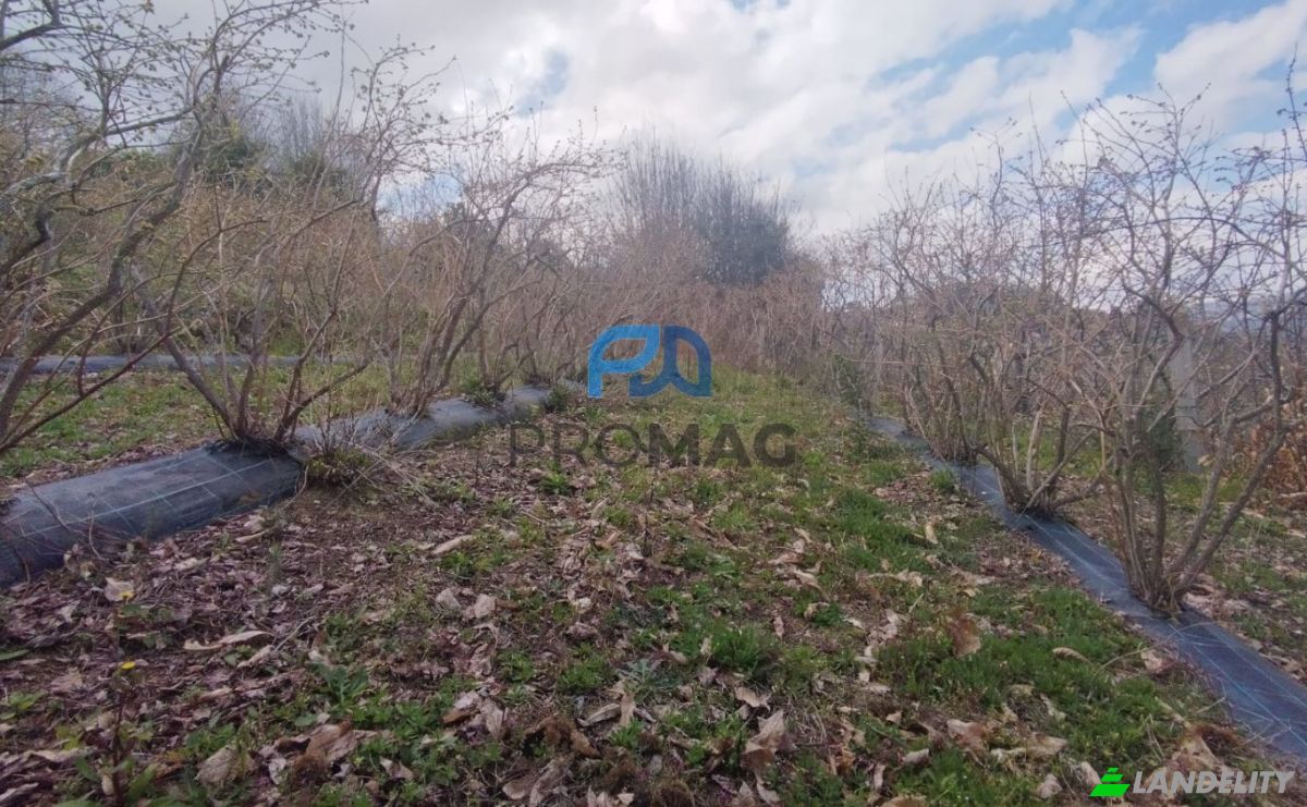 Land Lot for Sale Arco, 4660 Resende, Resende, Viseu District, Portugal. Photo 16