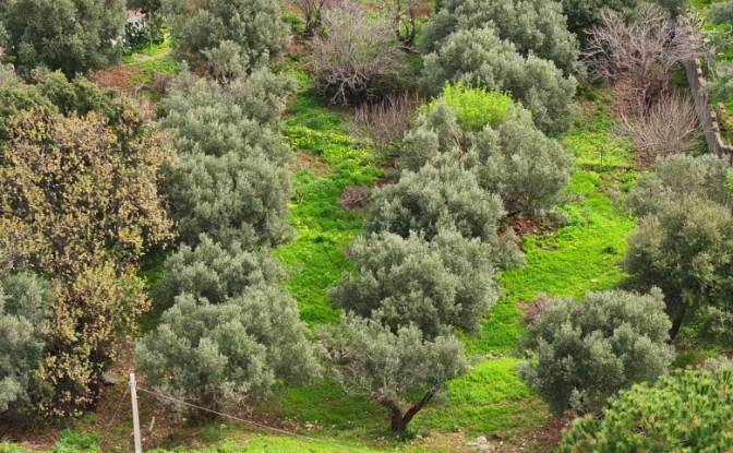 Lote de terreno à venda Via delle Rose. foto#6
