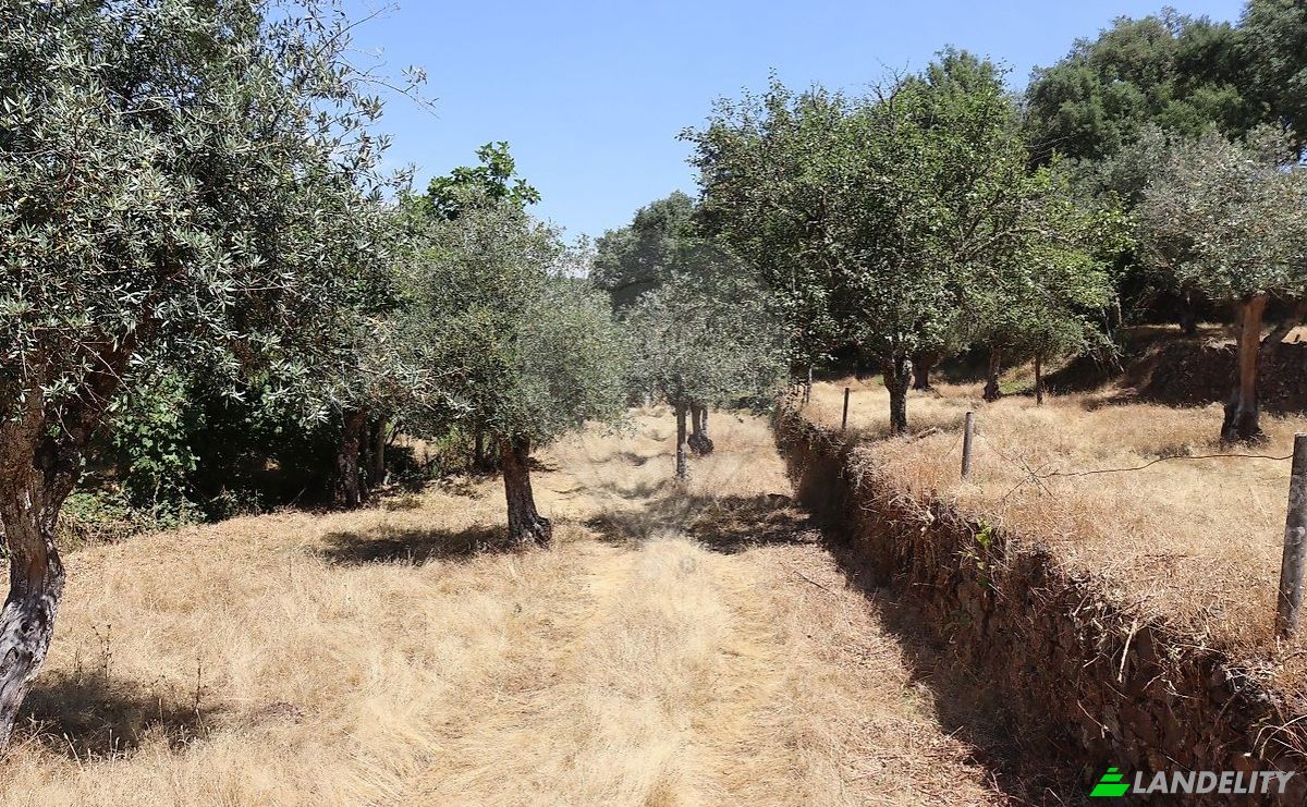 Bauernhof/Ranch zu verkaufen EM1088 5, 7330, Santo Antonio das Areias, Marvao, Portalegre District, Portugal. Foto 18
