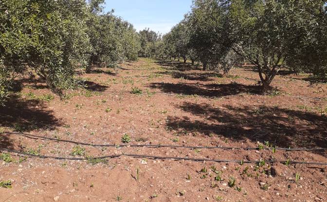 Bauernhof/Ranch zu verkaufen سيدي عبدالكريم،. Foto#2
