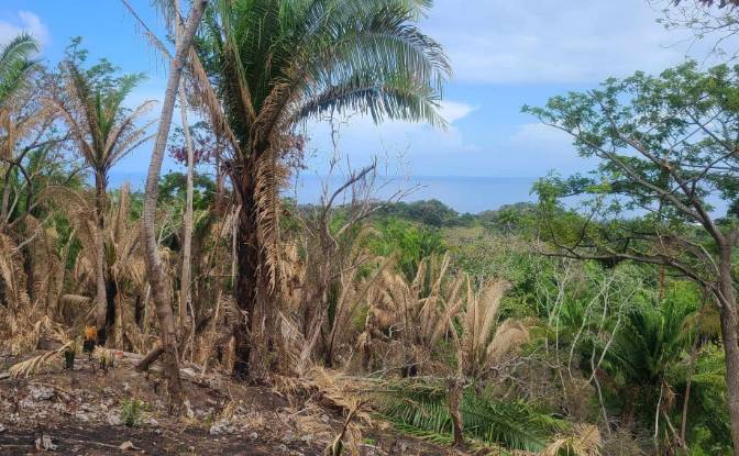 Land Lot for Sale Palmetto Bay Rd, Bay Islands. Photo#6
