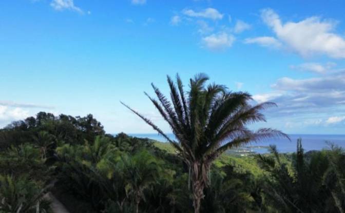 Land Lot for Sale Palmetto Bay Rd, Bay Islands. Photo#2