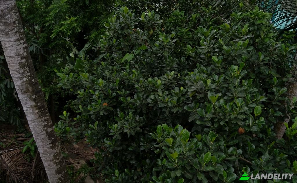 Land Lot for Sale Ramnagar, Burdwan Division, West Bengal, India, West Bengal 713144. Photo 1
