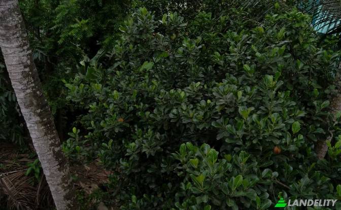 Land Lot for Sale - Ramnagar, India