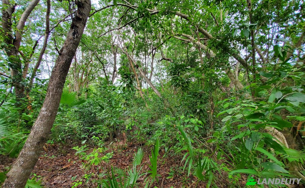 Land Lot for Sale Consejo Village Rd, Consejo, Corozal District, Belize. Photo 4