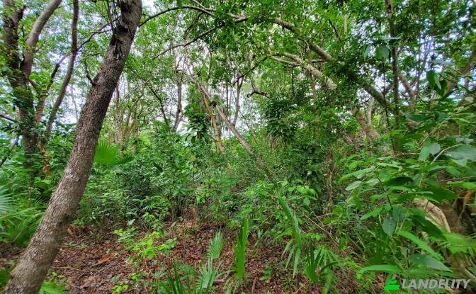 Land Lot for Sale Consejo Village Rd, Consejo. Photo#4