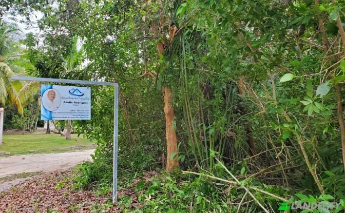 Land Lot for Sale Liana Glade, Consejo. Photo#1 Land Lot for Sale Liana Glade, Consejo. Photo#1
