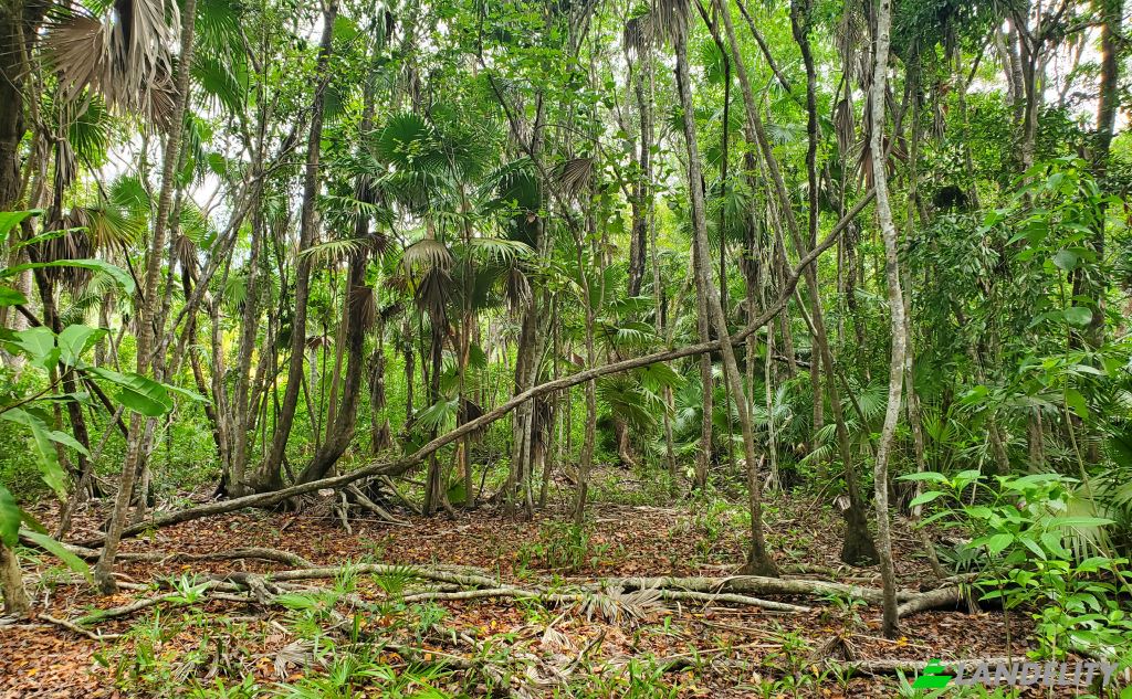 Land Lot for Sale Liana Glade, Consejo, Corozal District, Belize. Photo 2