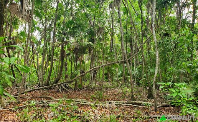 Land Lot for Sale Liana Glade, Consejo. Photo#2 Land Lot for Sale Liana Glade, Consejo. Photo#2