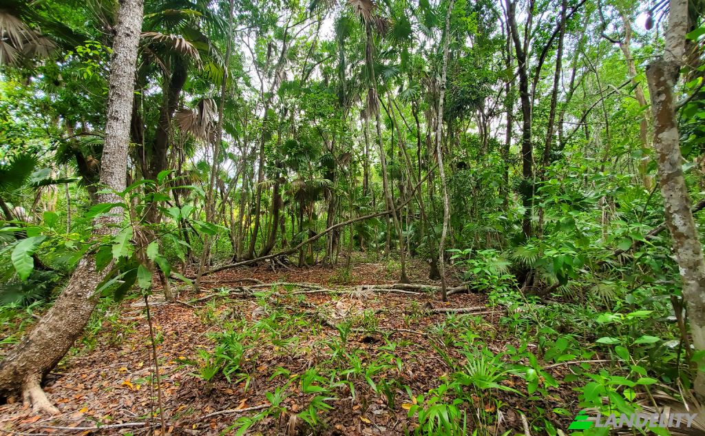 Land Lot for Sale Liana Glade, Consejo, Corozal District, Belize. Photo 3