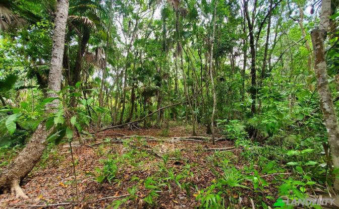 Land Lot for Sale Liana Glade, Consejo. Photo#3 Land Lot for Sale Liana Glade, Consejo. Photo#3