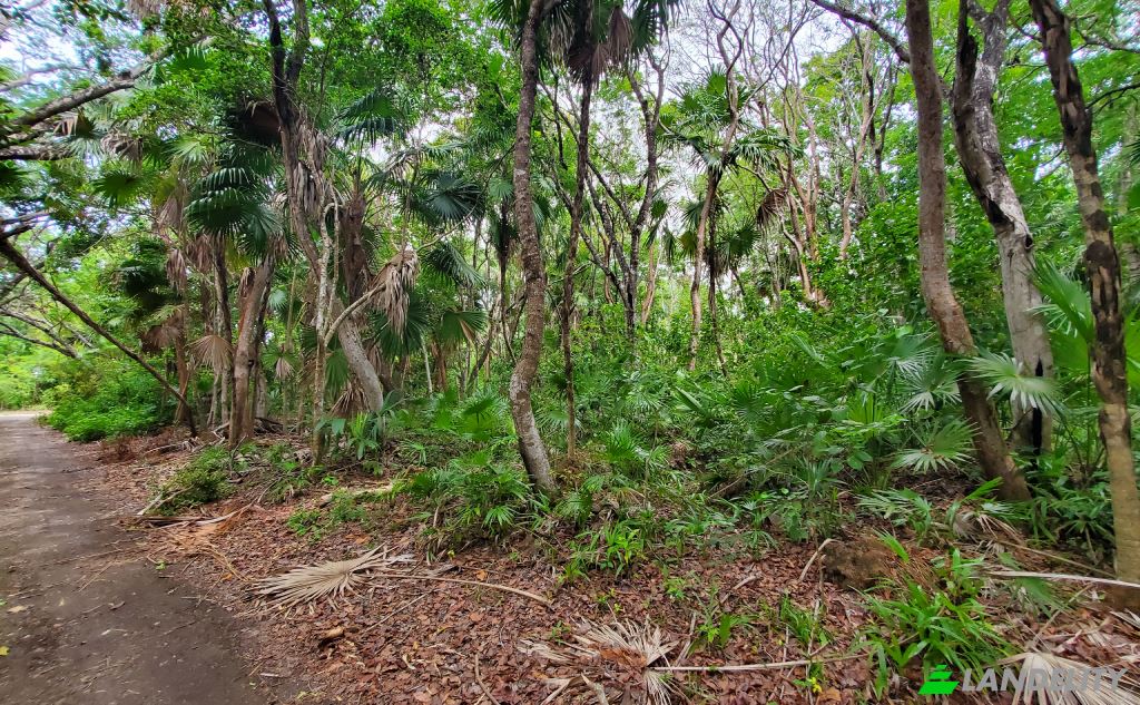 Land Lot for Sale Liana Glade, Consejo, Corozal District, Belize. Photo 4
