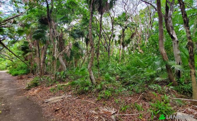 Land Lot for Sale Liana Glade, Consejo. Photo#4 Land Lot for Sale Liana Glade, Consejo. Photo#4