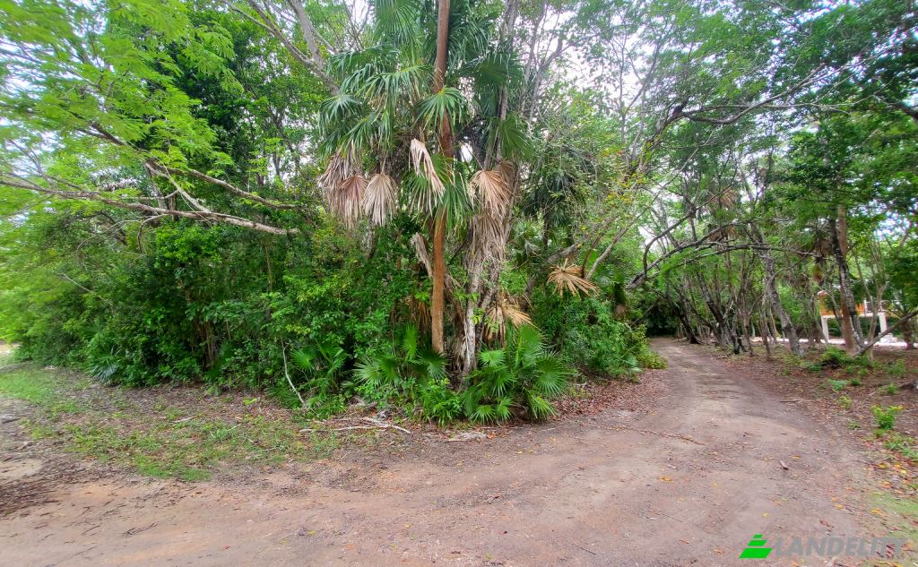 Land Lot for Sale Liana Glade, Consejo, Corozal District, Belize. Photo 5