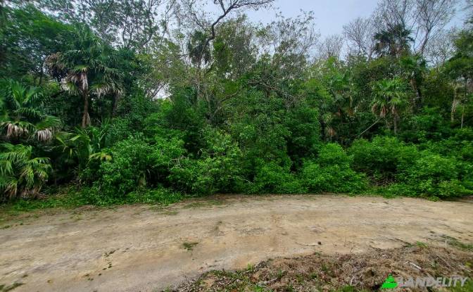 Land Lot for Sale Liana Glade, Consejo. Photo#1 Land Lot for Sale Liana Glade, Consejo. Photo#1