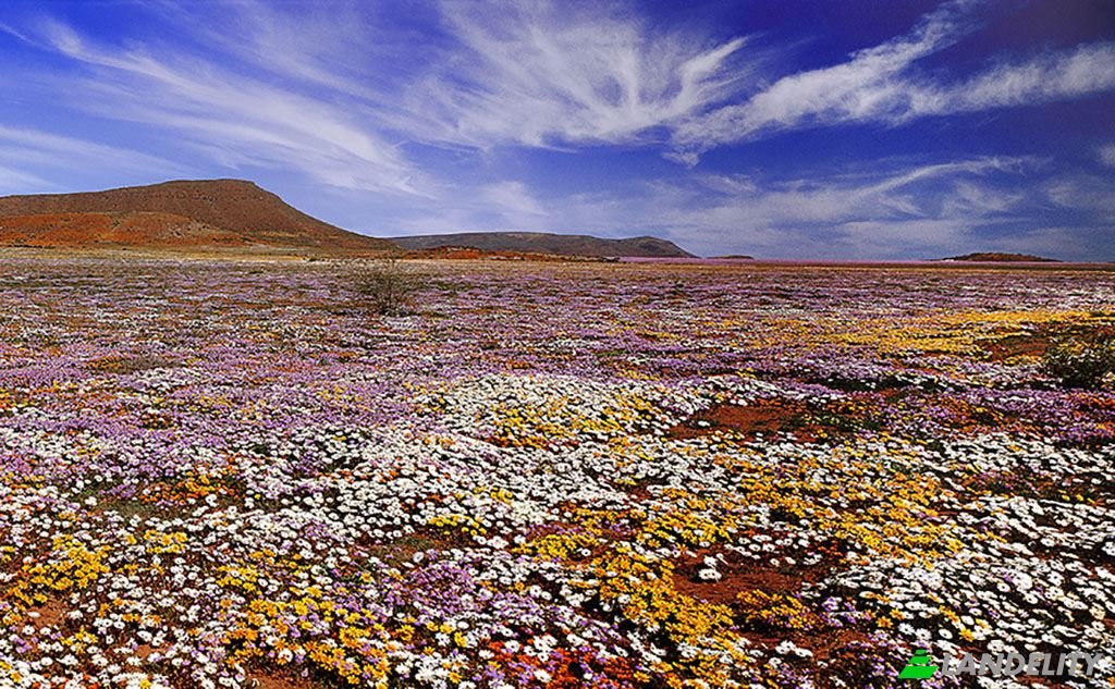 Land Lot for Sale Loeriesfontein, Namakwa District Municipality, Northern Cape, South Africa. Photo 8