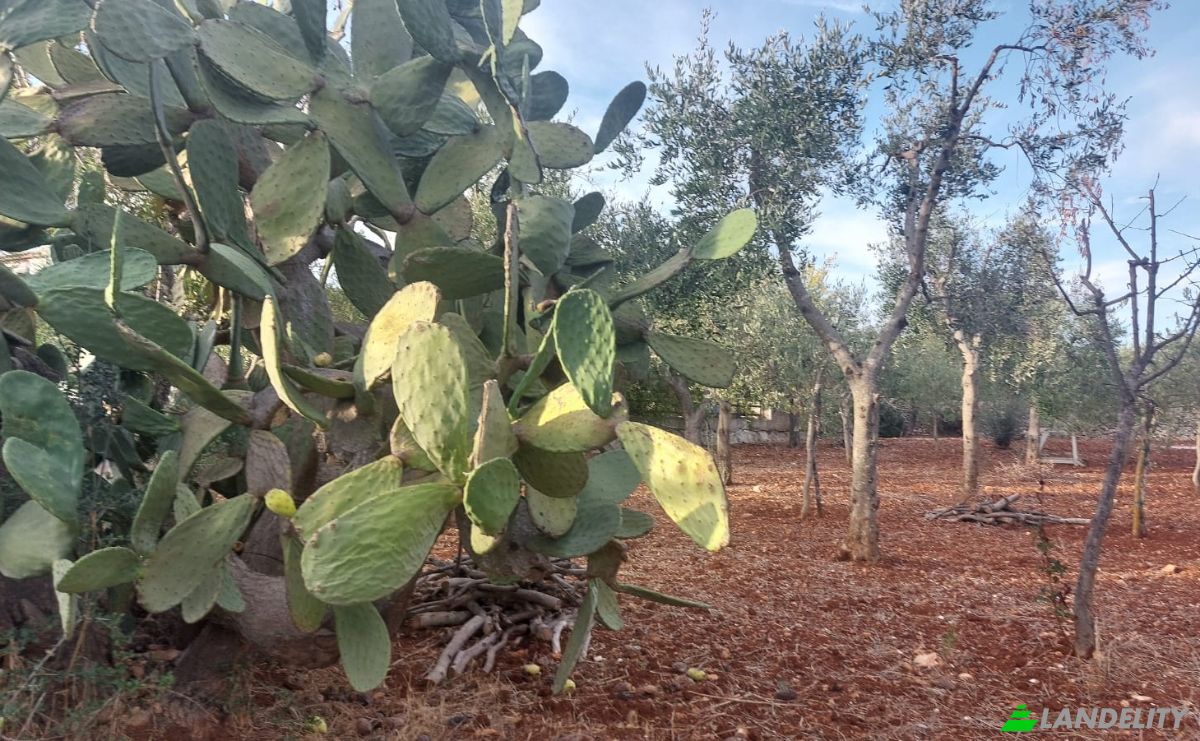 Villa for Sale 72017 Ostuni, Ostuni, Province of Brindisi, Apulia, Italy. Photo 8
