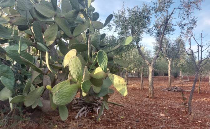 Villa for Sale 72017 Ostuni, Ostuni. Photo#8 Villa for Sale 72017 Ostuni, Ostuni. Photo#8