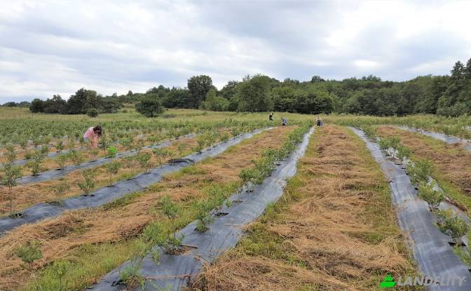 Land Lot for Sale - Scoreiu, Romania