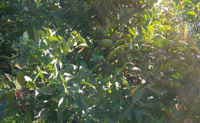 Villa for Sale Via Falcone e Borsellino. Photo#14 Villa for Sale Via Falcone e Borsellino. Photo#14