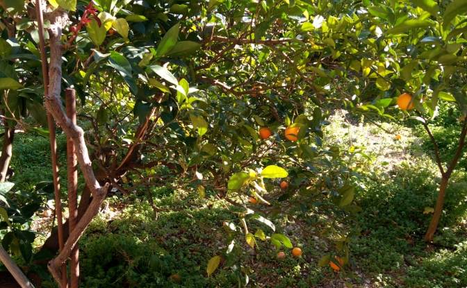 Villa for Sale Via Falcone e Borsellino. Photo#17 Villa for Sale Via Falcone e Borsellino. Photo#17
