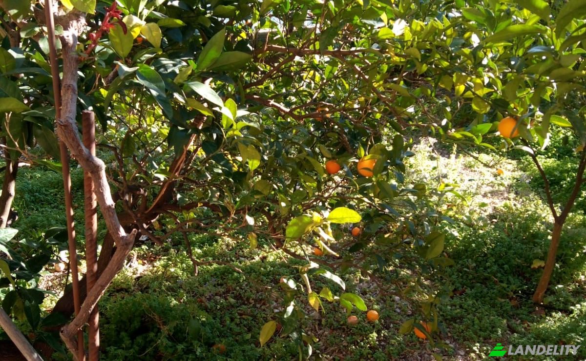 Investing/Development for Sale Via Cerasella, 92010 Bivona AG, Bivona, Free municipal consortium of Agrigento, Sicily, Italy. Photo 4