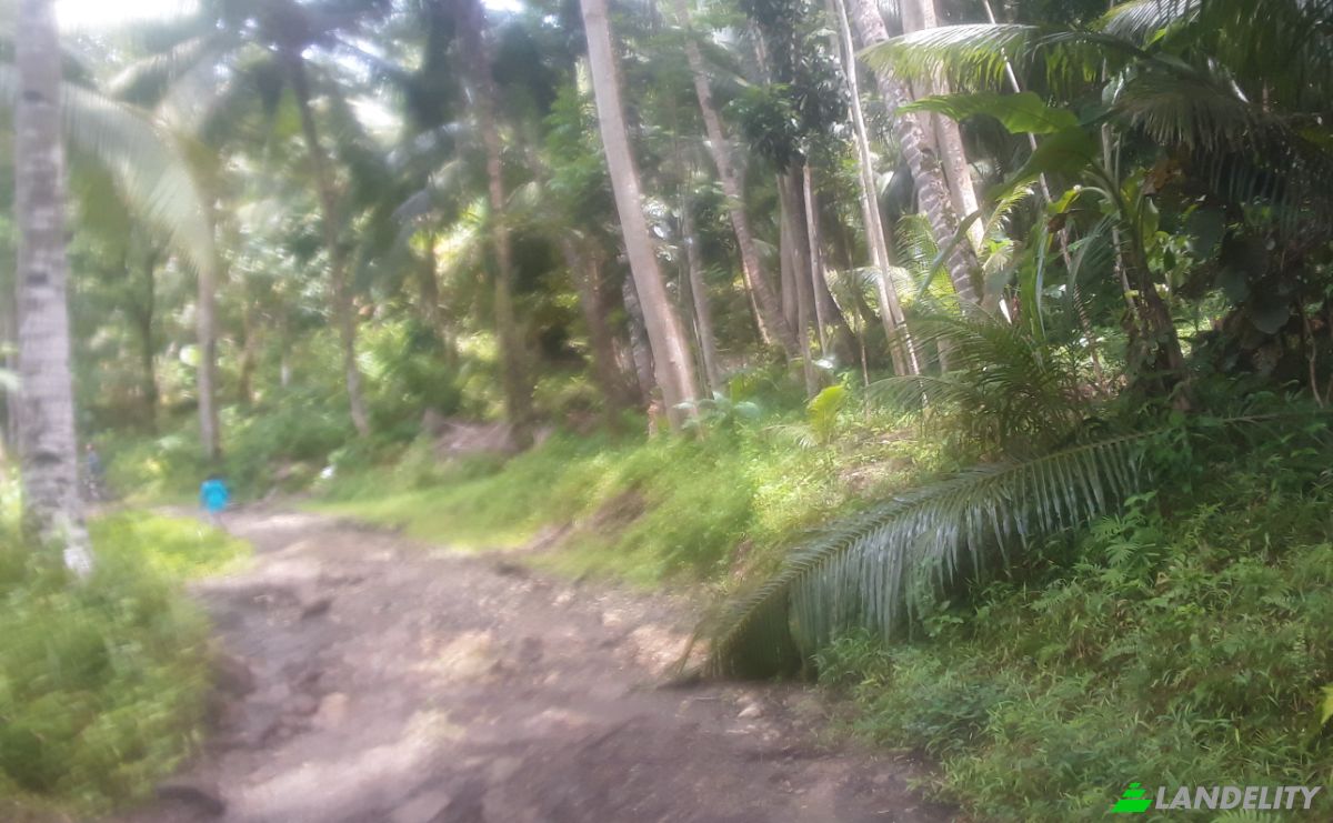 Land Lot for Sale Bitaugan East, Cagwait, Surigao del Sur, Caraga, Philippines. Photo 3