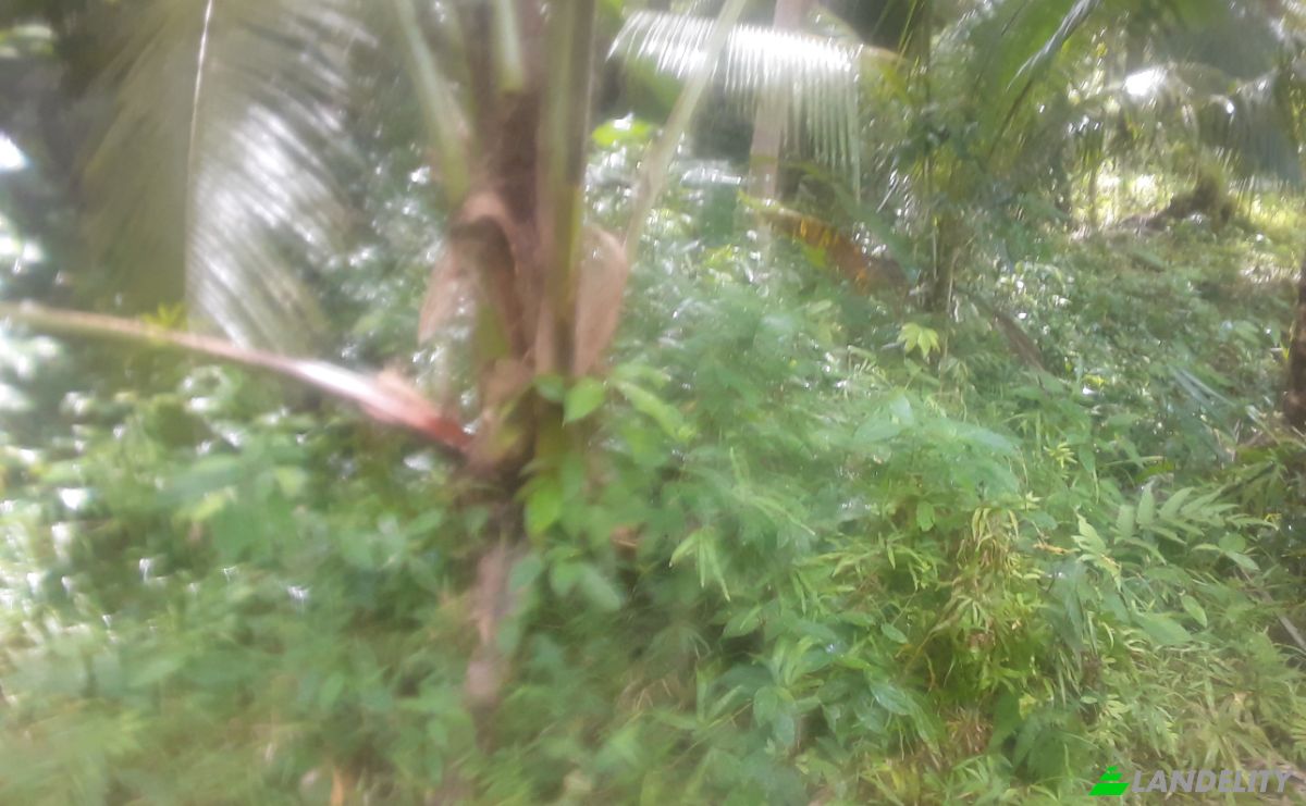 Land Lot for Sale Bitaugan East, Cagwait, Surigao del Sur, Caraga, Philippines. Photo 4