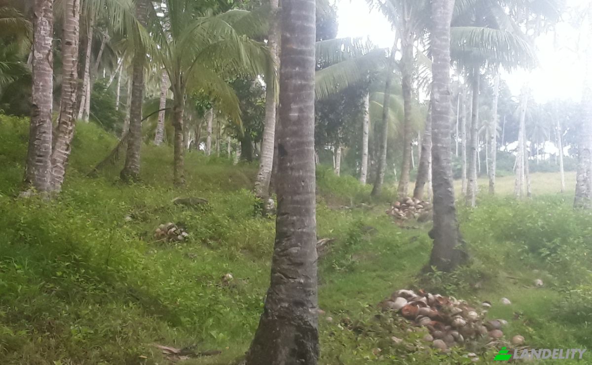 Land Lot for Sale Bitaugan East, Cagwait, Surigao del Sur, Caraga, Philippines. Photo 6