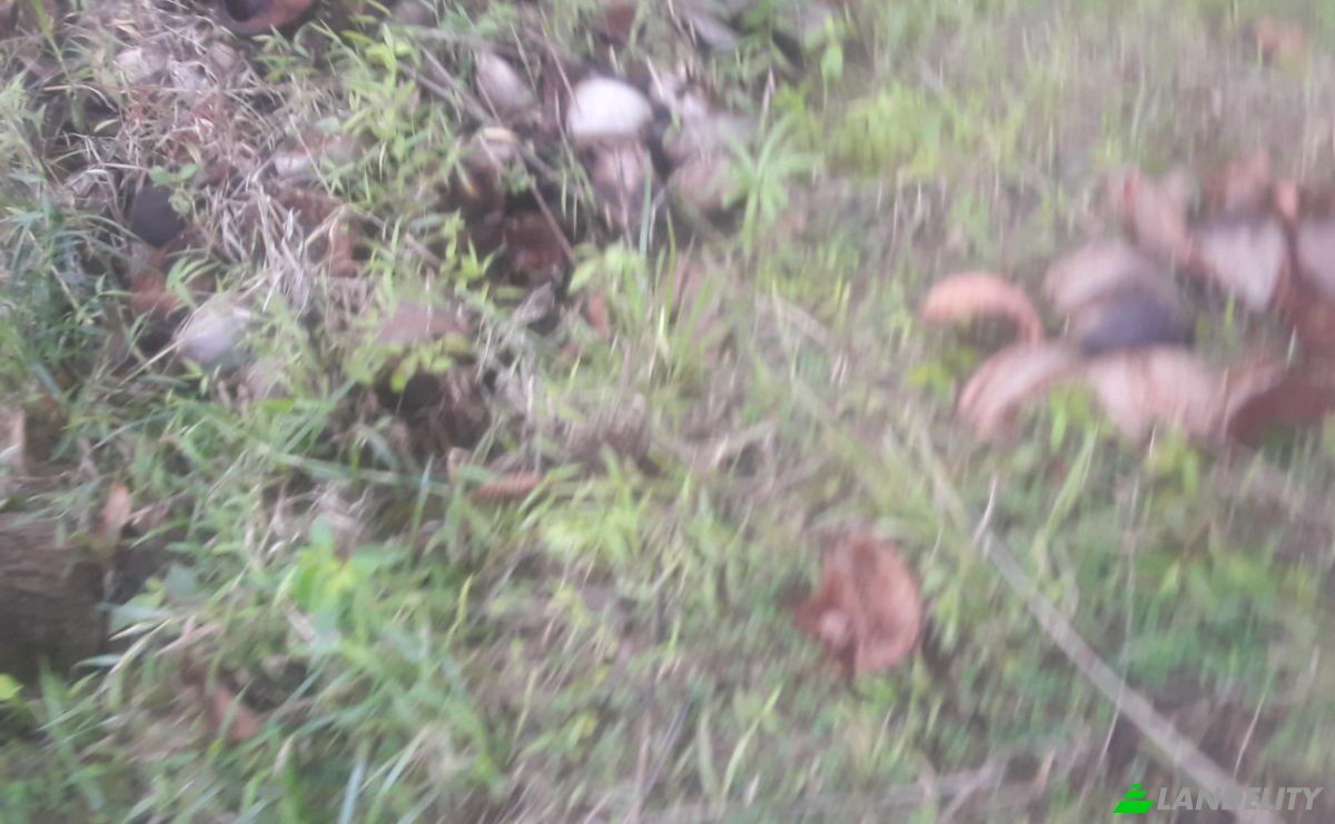 Land Lot for Sale Bitaugan East, Cagwait, Surigao del Sur, Caraga, Philippines. Photo 7